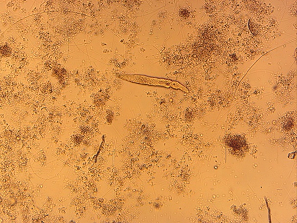 オペルクラリア